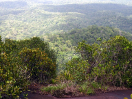 Pohled z vrcholu inselbergu Nouragues na okolní les